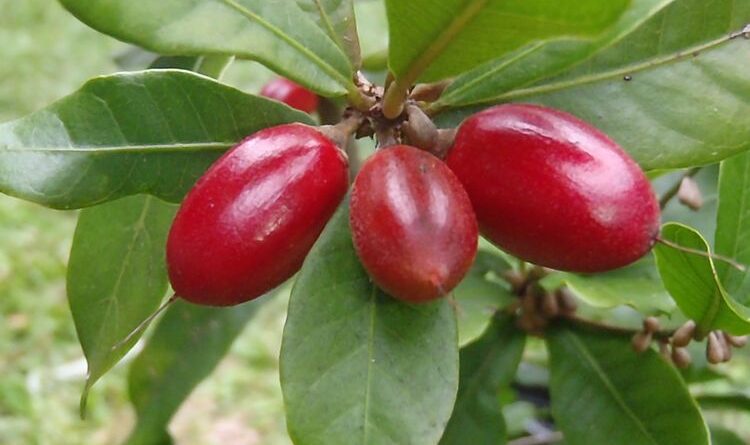 Buah Ajaib Terkenal Karena Kemampuannya Mengubah Rasa