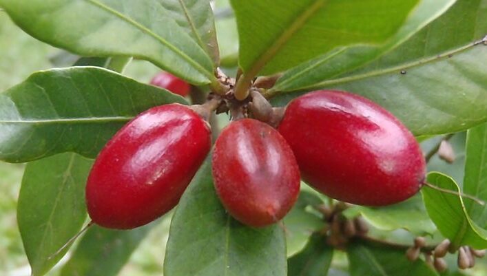 Buah Ajaib Terkenal Karena Kemampuannya Mengubah Rasa