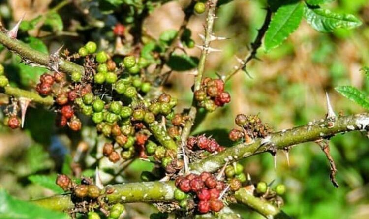 Buah Andaliman Sebuah Rempah Rempah Khas Batak