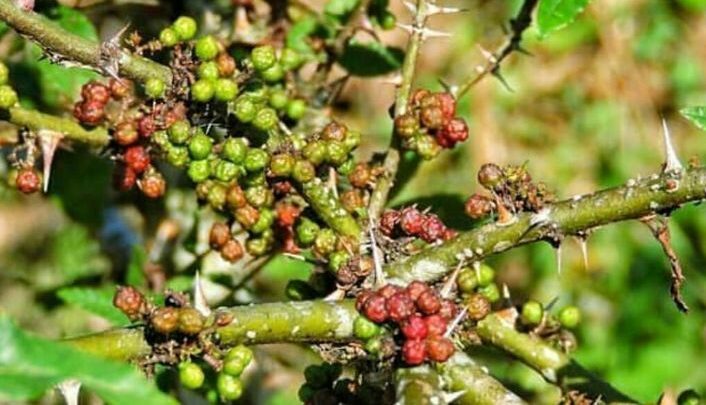 Buah Andaliman Sebuah Rempah Rempah Khas Batak