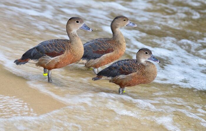 Burung Belibis Jenis Unggas Air Termasuk Jenis Anatidae