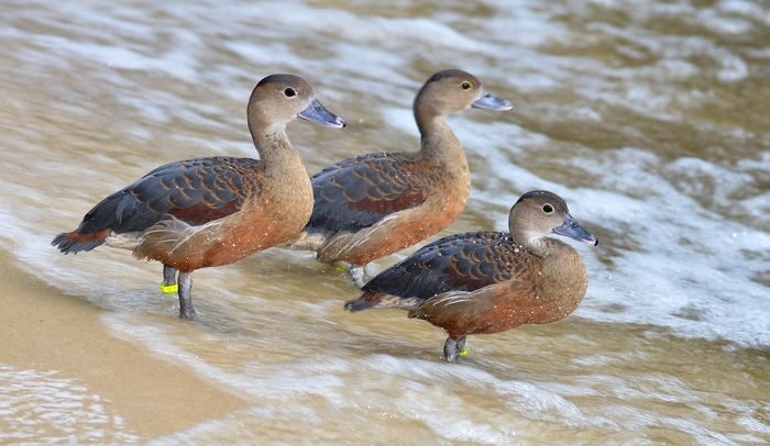 Burung Belibis Jenis Unggas Air Termasuk Jenis Anatidae