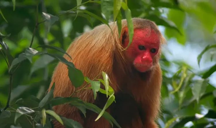 Uakari Sejenis Monyet Khas Karena Wajahnya Berwarna Merah