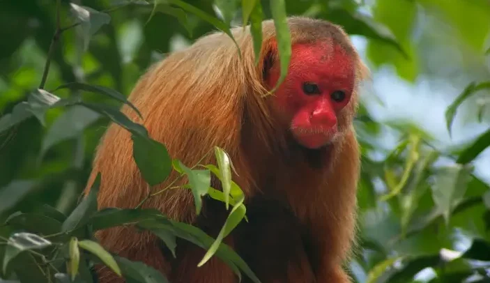 Uakari Sejenis Monyet Khas Karena Wajahnya Berwarna Merah