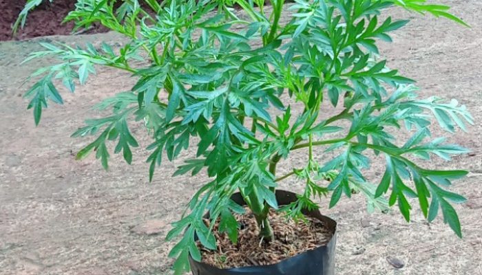 Pohon Kenikir Adalah Yang Di Kenal Sebagai Tanaman Hias