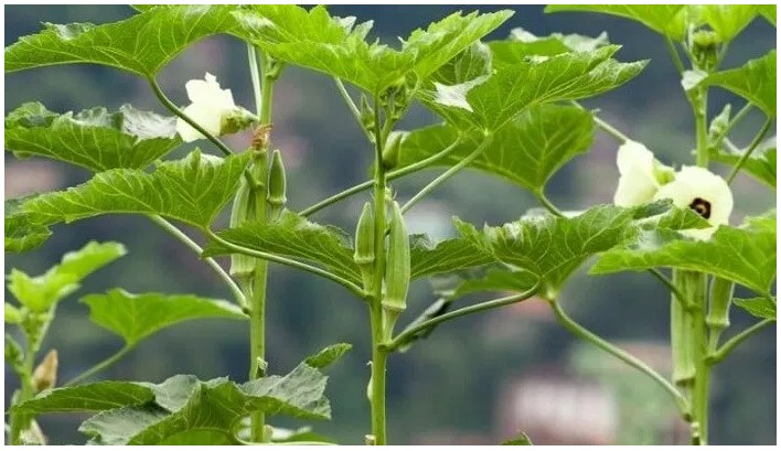 Tanaman Okra Yang Berkhasiat Dalam Bidang Kesehatan