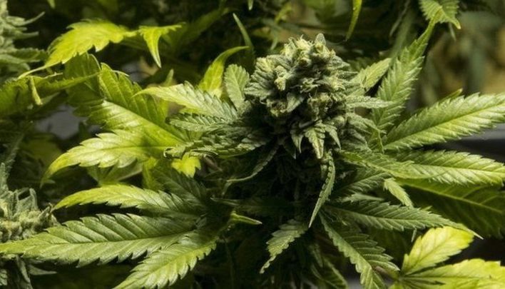 Tumbuhan Ganja Yang Di Kenal Dengan Kandungan Psikoatif