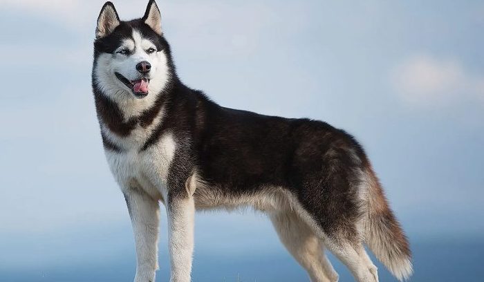 Siberian Husky Anjing Penarik Kereta Yang Energik