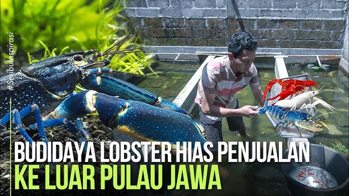 Peluang Dan Tantangan Dalam Bisnis Lobster Yuk Kita Bahas