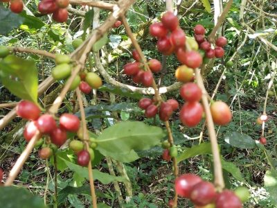 Upgrade Kebun Kopi: Tembus Sertifikasi Berkelanjutan Global!