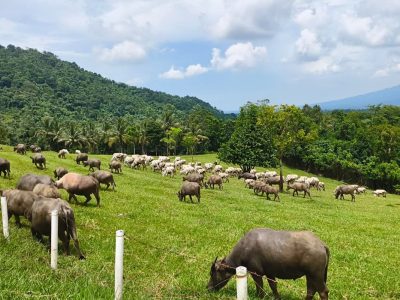 Swasembada Daging Sapi RI: Kenapa Target Selalu Meleset?