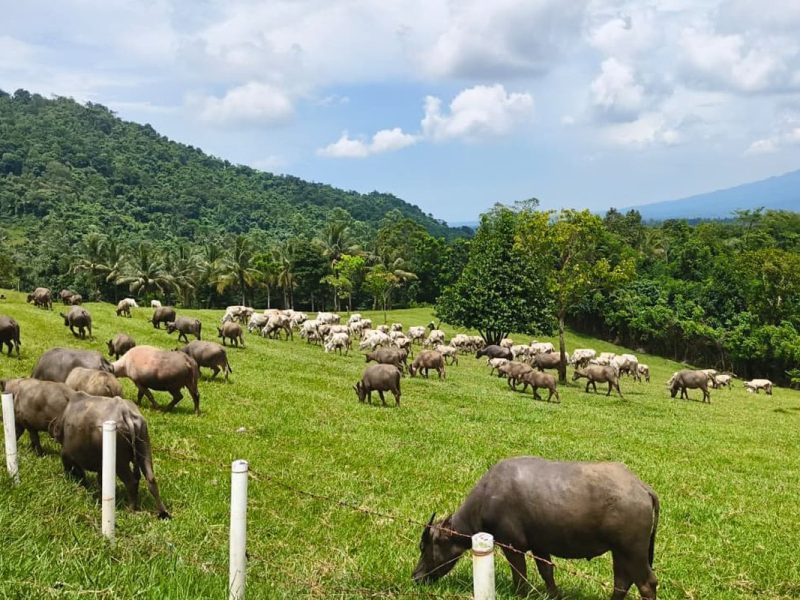 Swasembada Daging Sapi RI: Kenapa Target Selalu Meleset?