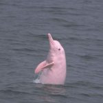 Hewan Boto Mamalia Air Tawar Yang Menarik Di Sungai Amazon