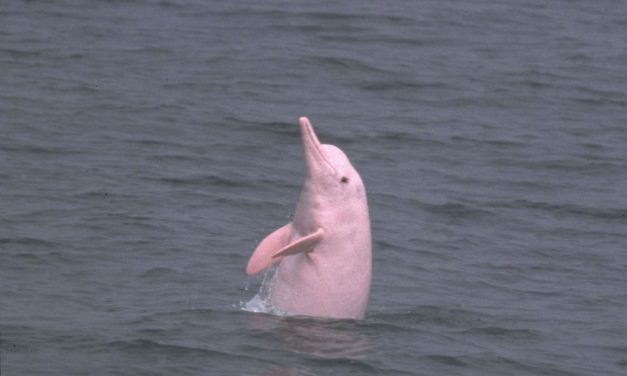 Hewan Boto Mamalia Air Tawar Yang Menarik Di Sungai Amazon