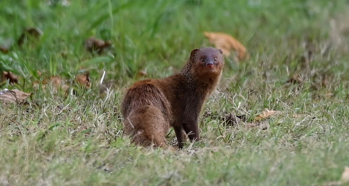 Hewan Garangan Mamalia Kecil Yang Sering Di Anggap Predator