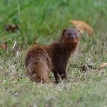 Hewan Garangan Mamalia Kecil Yang Sering Di Anggap Predator