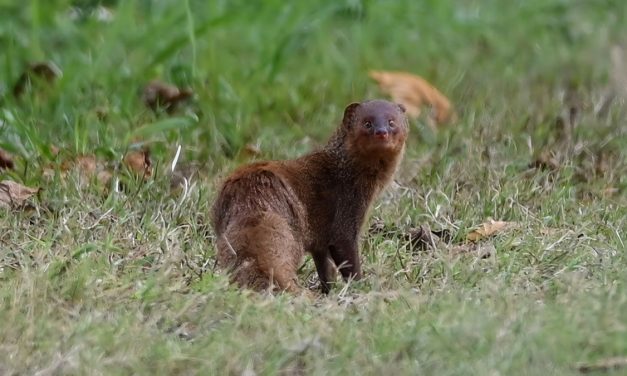 Hewan Garangan Mamalia Kecil Yang Sering Di Anggap Predator