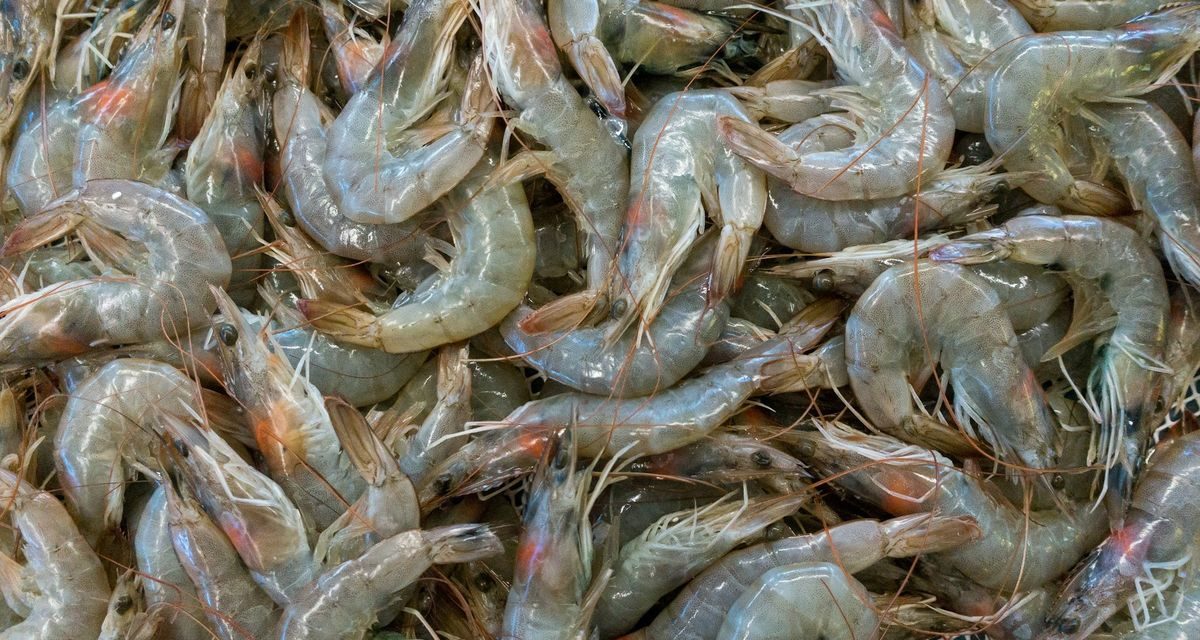 Simpan Udang Biar Tahan Lama? Gampang, Coba Trik Ini!
