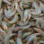 Simpan Udang Biar Tahan Lama? Gampang, Coba Trik Ini!