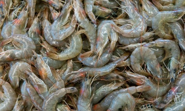 Simpan Udang Biar Tahan Lama? Gampang, Coba Trik Ini!