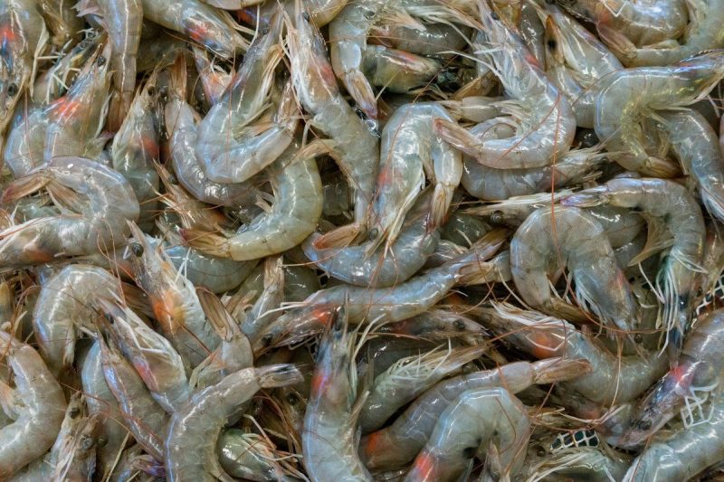 Simpan Udang