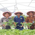 Bisnis Budidaya Pakcoy Peluang Agribisnis Yang Menjanjikan