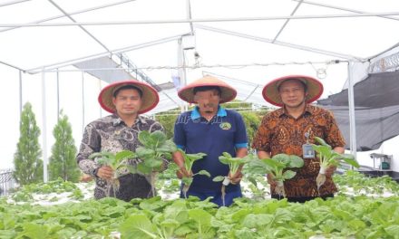 Bisnis Budidaya Pakcoy Peluang Agribisnis Yang Menjanjikan