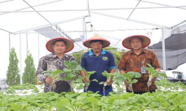 Bisnis Budidaya Pakcoy Peluang Agribisnis Yang Menjanjikan