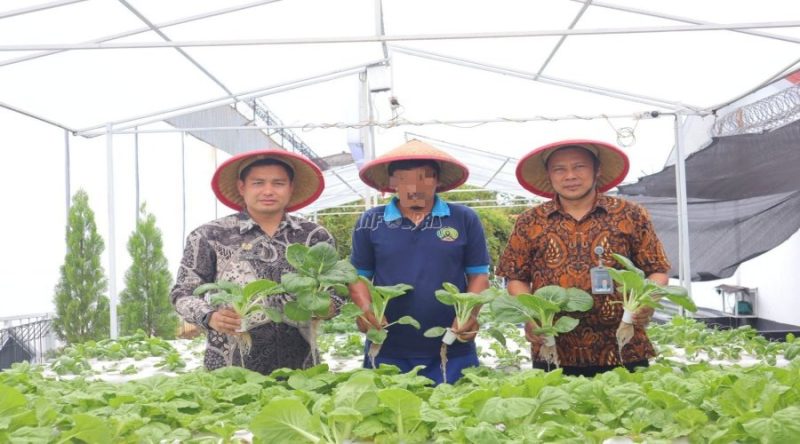 Bisnis Budidaya Pakcoy
