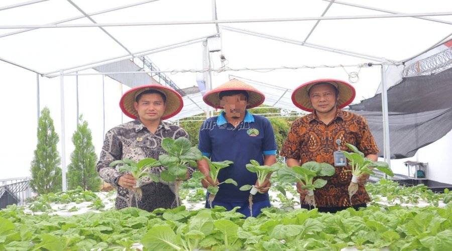 Bisnis Budidaya Pakcoy Peluang Agribisnis Yang Menjanjikan