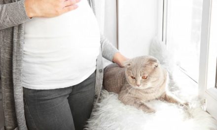 Kondisi Toksoplasmosis Pada Ibu Hamil Yang Perlu Di Khawatirkan