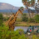 Kenya, Salah Satu Tempat Terbaik Untuk Bersafari
