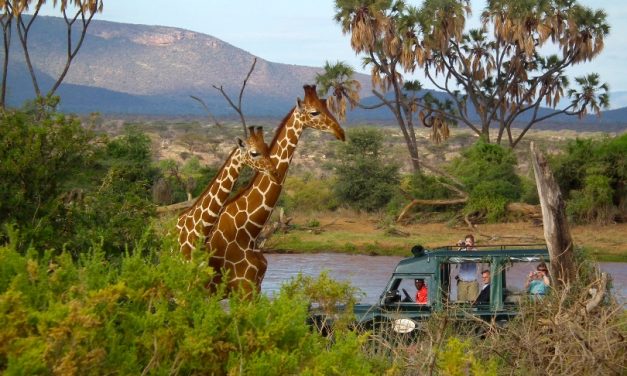 Kenya, Salah Satu Tempat Terbaik Untuk Bersafari