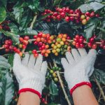 Negara Colombia Adalah Negara Penghasil Kopi Terbesar