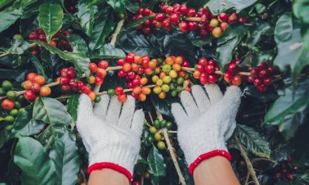 Negara Colombia Adalah Negara Penghasil Kopi Terbesar