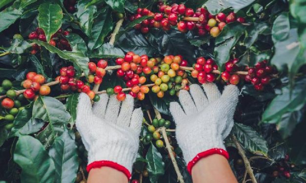 Negara Colombia Adalah Negara Penghasil Kopi Terbesar