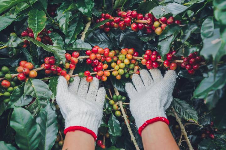 Negara Colombia Adalah Negara Penghasil Kopi Terbesar