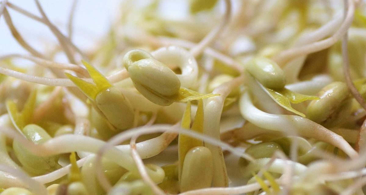 Tauge Sebagai Sumber Protein Nabati, Ini Penjelasannya