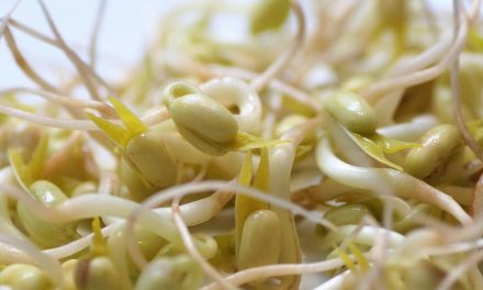 Tauge Sebagai Sumber Protein Nabati, Ini Penjelasannya