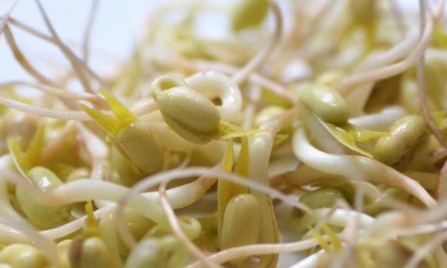 Tauge Sebagai Sumber Protein Nabati, Ini Penjelasannya